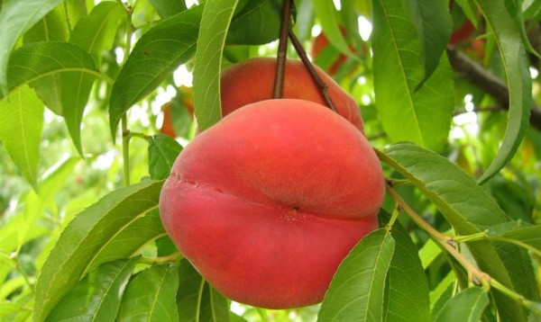 Посадка персика