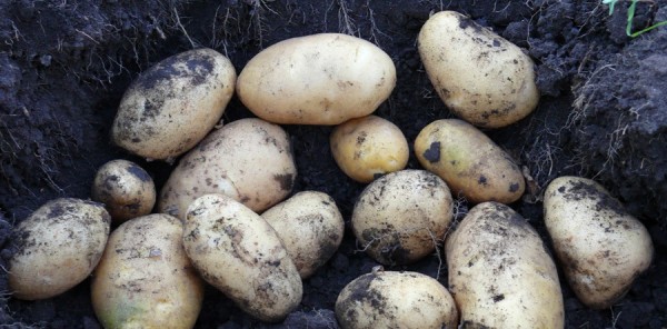 Урожайные сорта картофеля