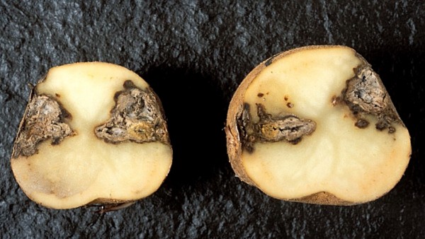 Сухая гниль картофеля - меры предотвращения