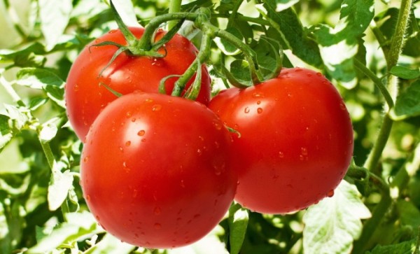 Ранние помидоры.Выращивание и уход за ранними помидорами