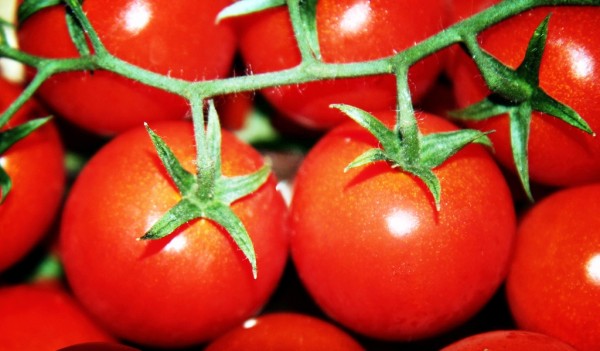 Как вырастить помидоры в начале июня?
