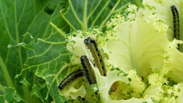 Народный метод борьбы с вредителями капусты