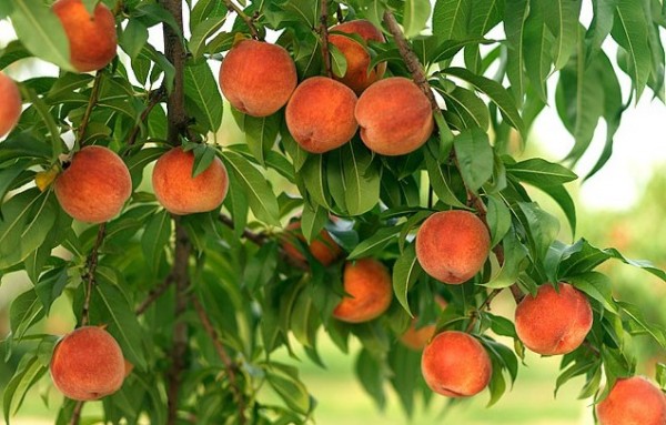 Выращивание абрикосов и персиков в России