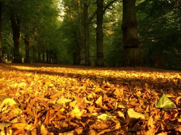 А надо ли убирать осенью опавшую листву?