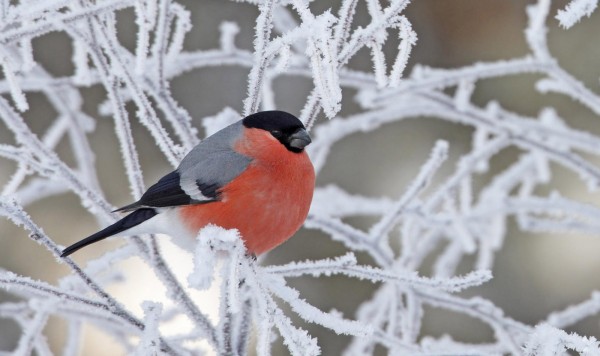 Желанные гости в саду Желанные гости в саду