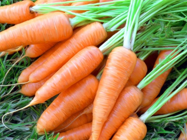 Посадка морковки