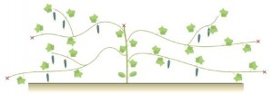 Схема формирования растения огурца сортотипа Нежинский  при выращивании врасстил