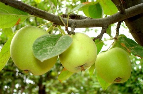 Как нужно ухаживать за яблоней
