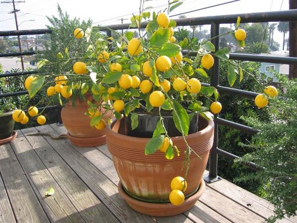 Советы по выращиванию комнатного лимона