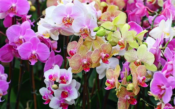 Уход за орхидеей Фаленопсис