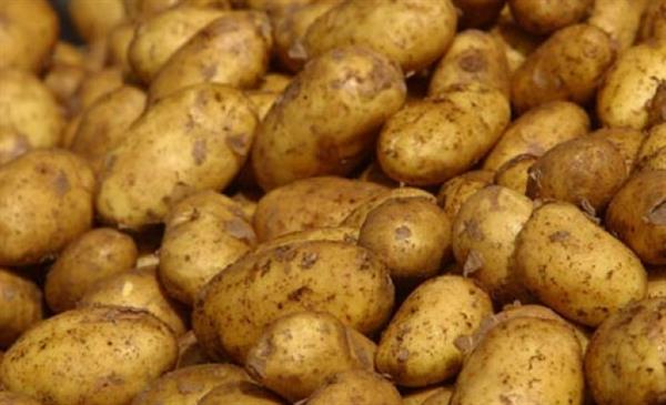 Заговор на долгое хранение картофеля