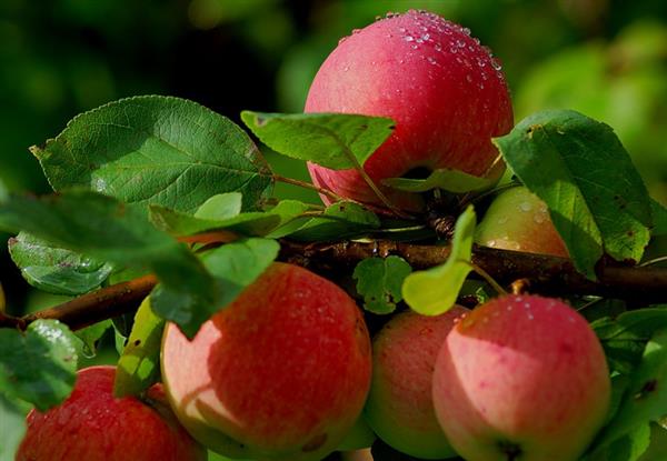 Когда снимать яблоки, чтобы они хорошо хранились?