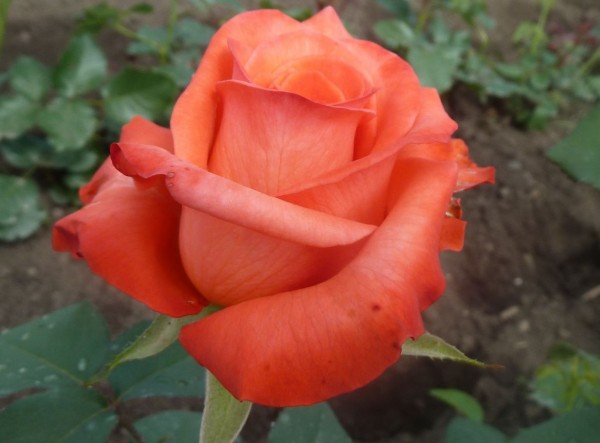 Выращивание роз из срезанных цветков