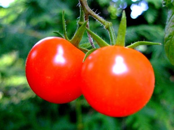 Проблема с самоопылением томатов