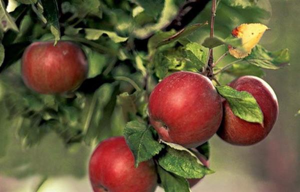 Осенняя подкормка яблонь