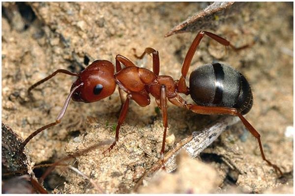 Как избавится на даче от муравьев