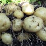 Выбор сорта картофеля для посадки