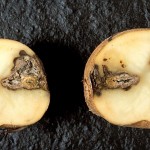 Сухая гниль картофеля - меры предотвращения