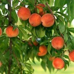 Выращивание абрикосов и персиков в России