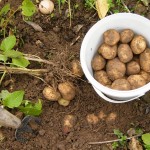 Семьдесят пять ведер картошки с участка в 1.5 соток