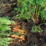 Выбор семян моркови