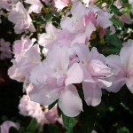 Азалия – красивый, но капризный цветок