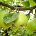 Как нужно ухаживать за яблоней