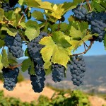 Размножение винограда черенками