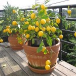 Советы по выращиванию комнатного лимона