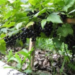 Посадка и выращивание черной смородины