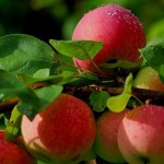 Когда снимать яблоки, чтобы они хорошо хранились?