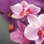 Как вырастить орхидею