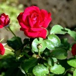 Как посадить розу из букета