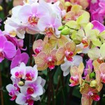 Технология посадки орхидеи