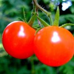 Проблема с самоопылением томатов