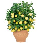 Как формировать лимон