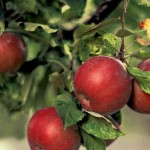 Осенняя подкормка яблонь