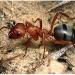 Как избавится на даче от муравьев