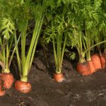Основы выращивания моркови