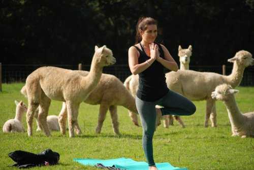 Rosebud Alpacas — английская ферма, предлагающая занятия йогой в компании пушистых альпака (7 фото)