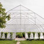 Теплица из поликарбоната: ваш собственный оазис для урожая